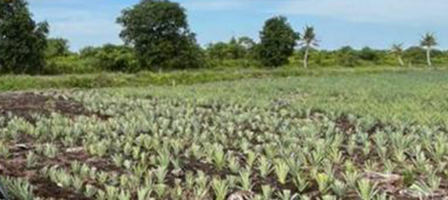 Professional Diploma in Plantation Management (‘PDPM’) CENTEXS