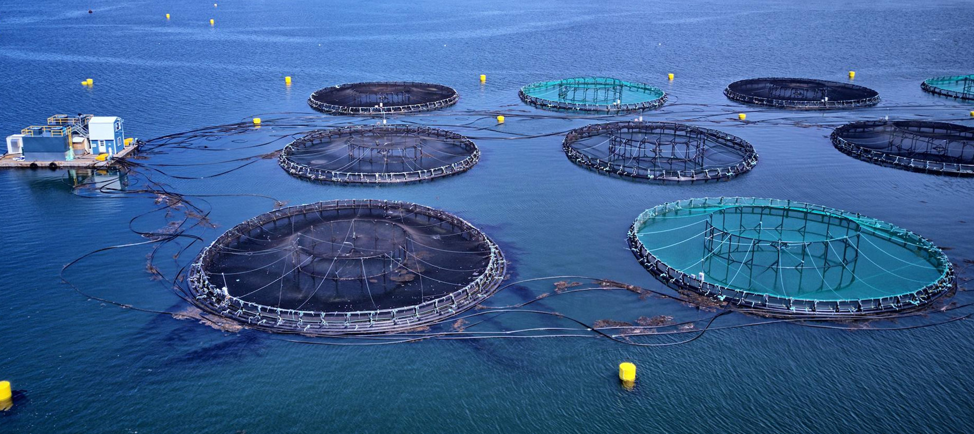 aquaculture