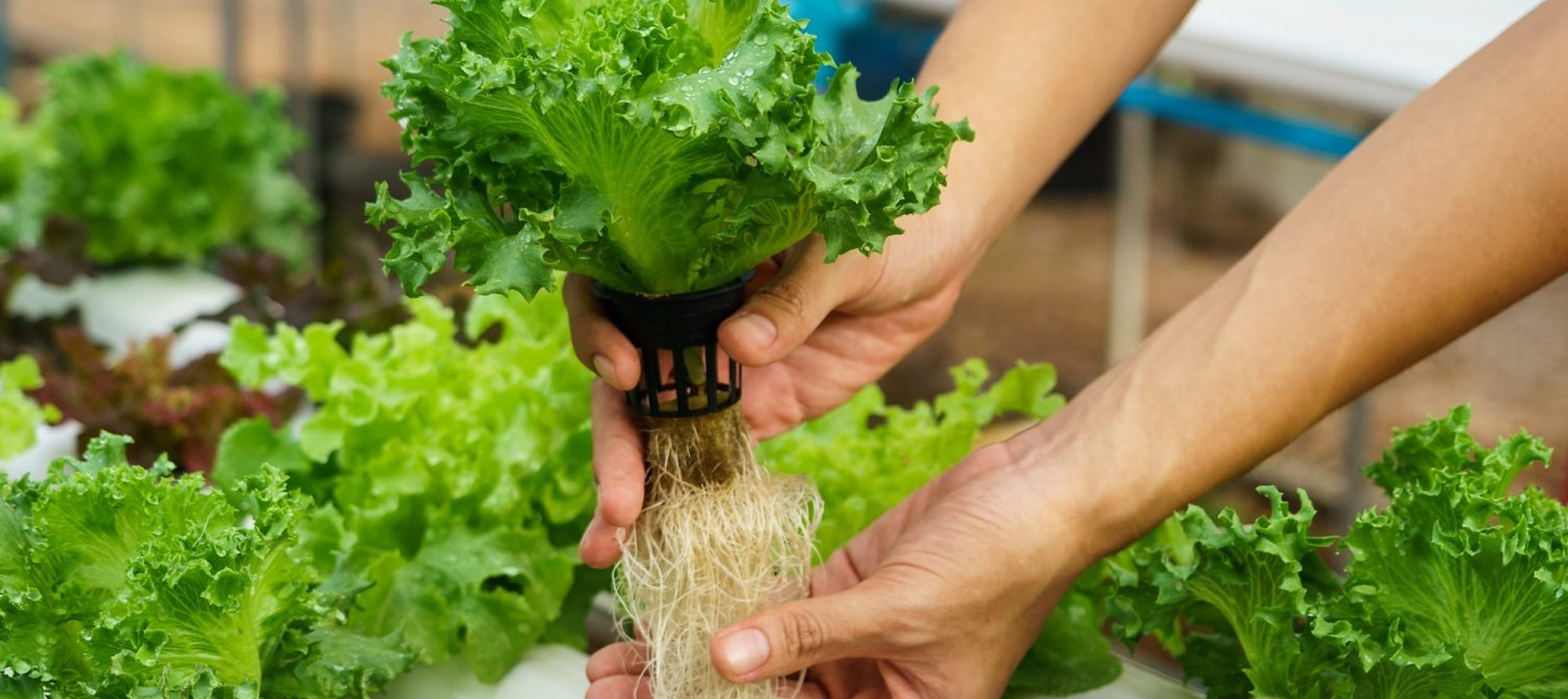 hydroponic